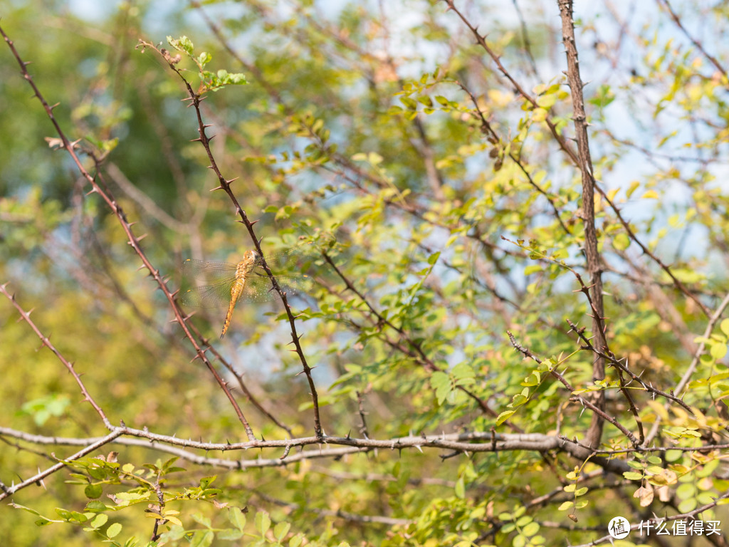 M4/3阵营中的大光圈镜头——SIGMA 适马 30mm F1.4 镜头