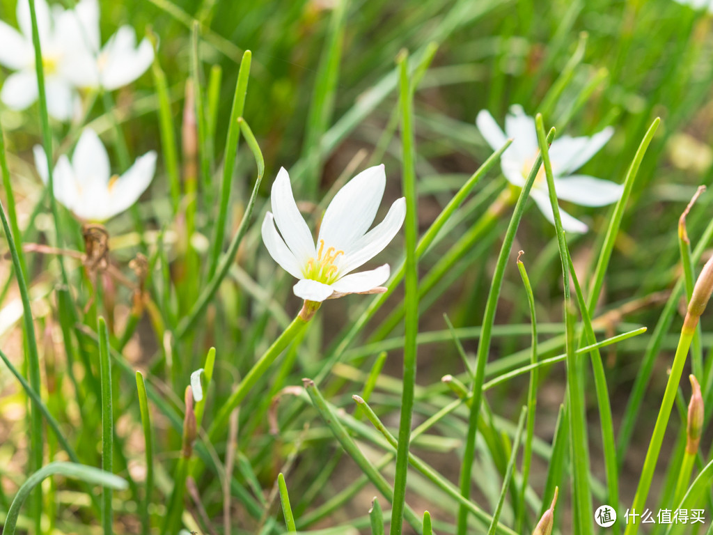 M4/3阵营中的大光圈镜头——SIGMA 适马 30mm F1.4 镜头