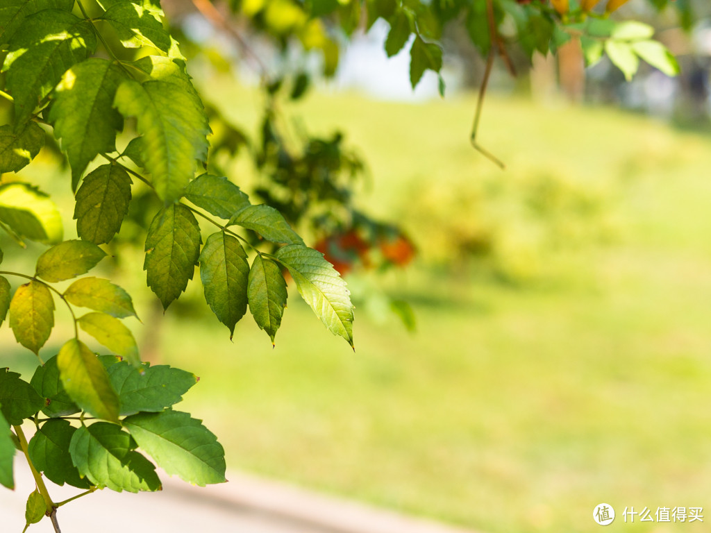 M4/3阵营中的大光圈镜头——SIGMA 适马 30mm F1.4 镜头