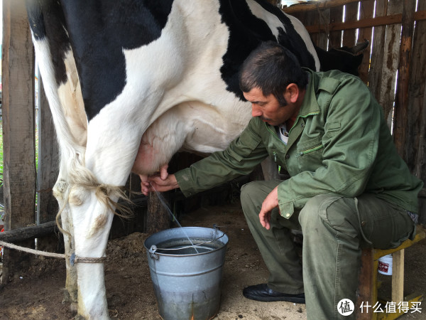 喝了这么多年奶,第一次看到挤牛奶