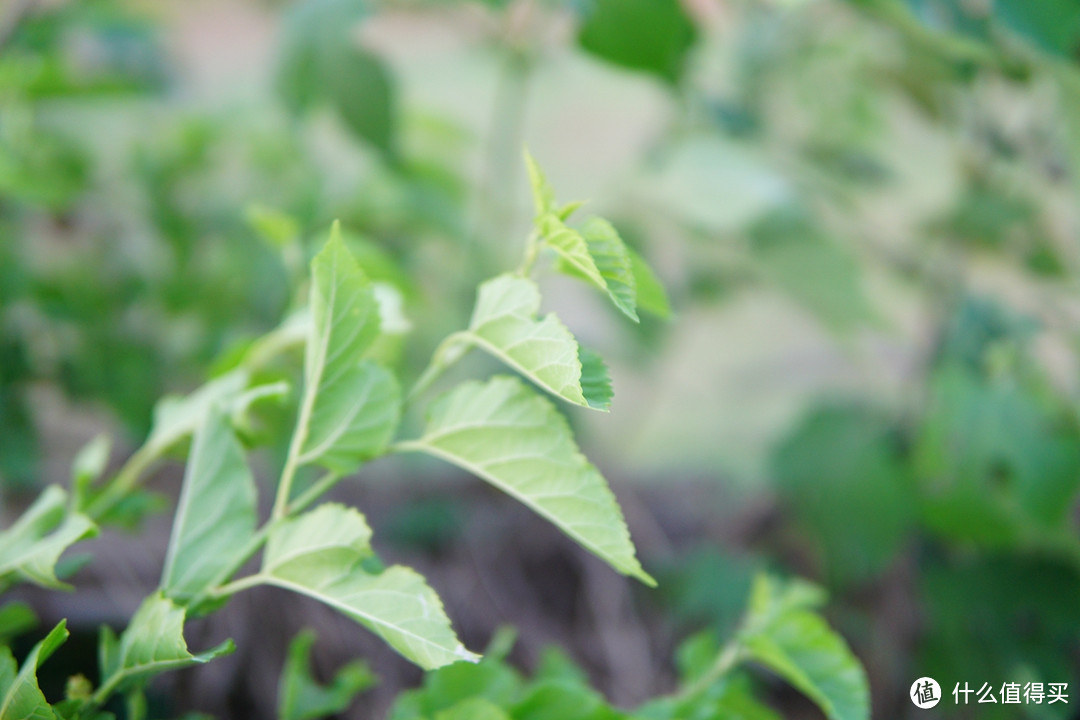 SIGMA 适马 Contemporary 30mm f/1.4 DC DN 微单镜头 简单晒单