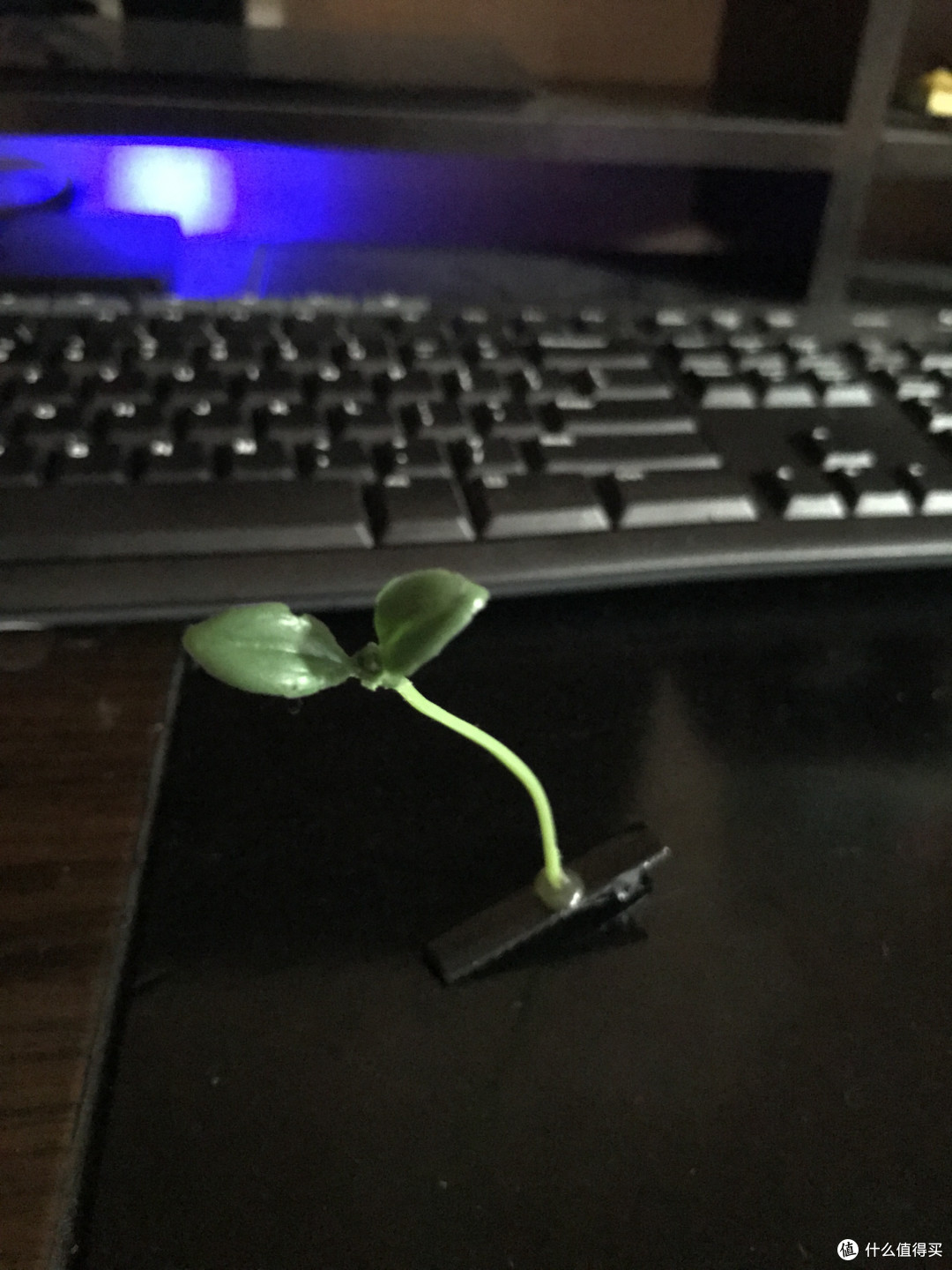 犹抱琵琶半遮面 — Apple 苹果 iPhone7 开箱评测