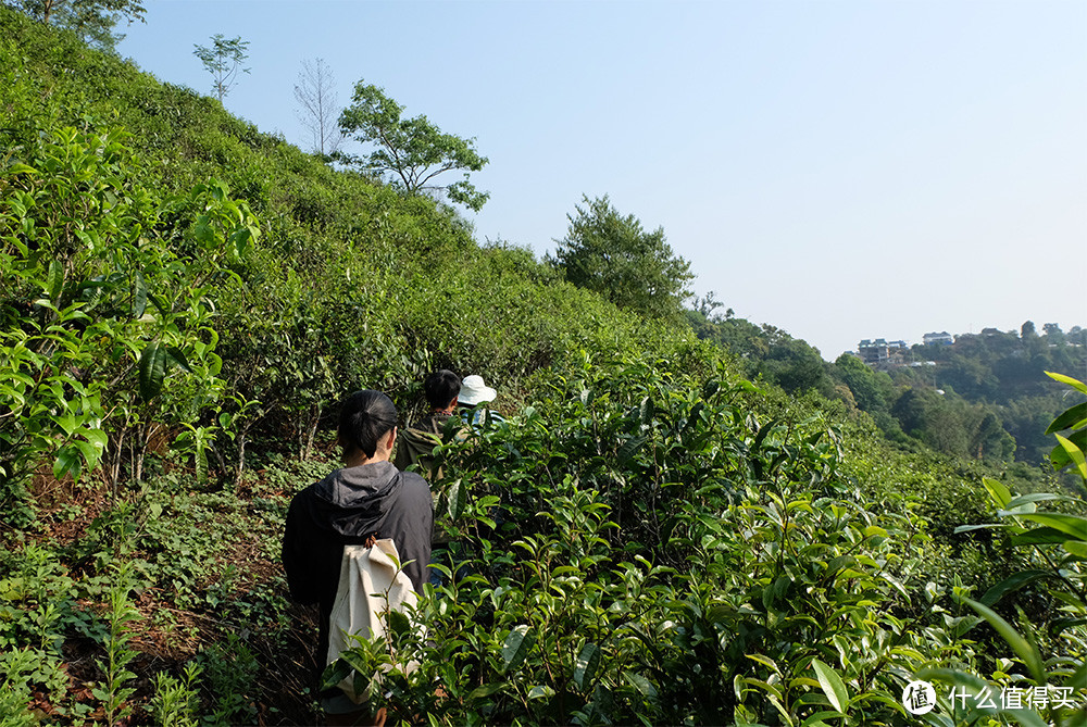 什么是普洱茶