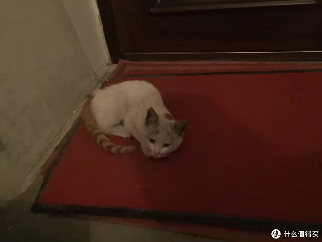 我是一只喵，可我叫旺财：一只流浪猫的供养