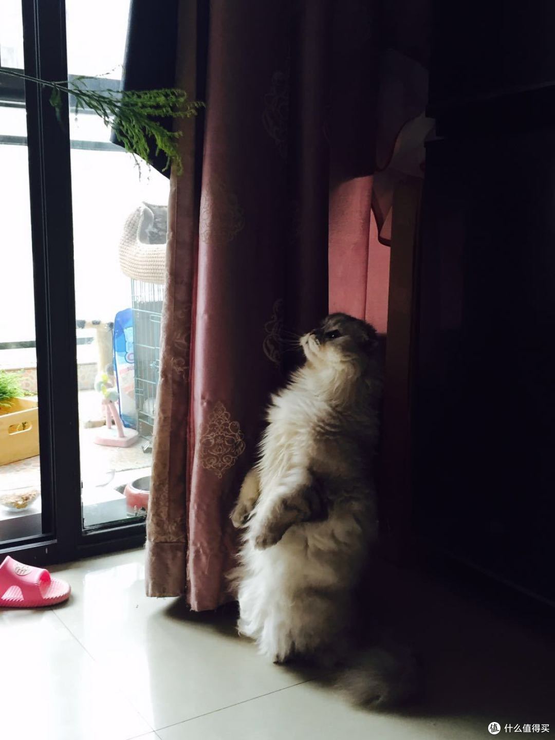 身为一个猫主子的生活