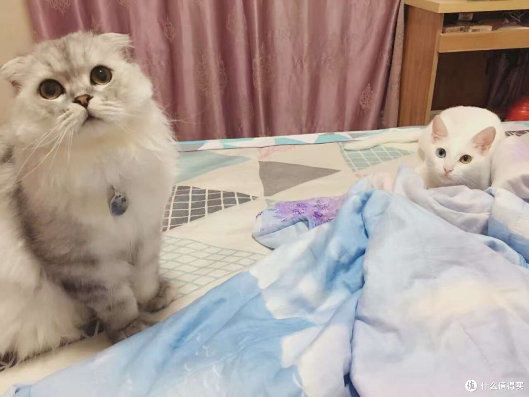 身为一个猫主子的生活