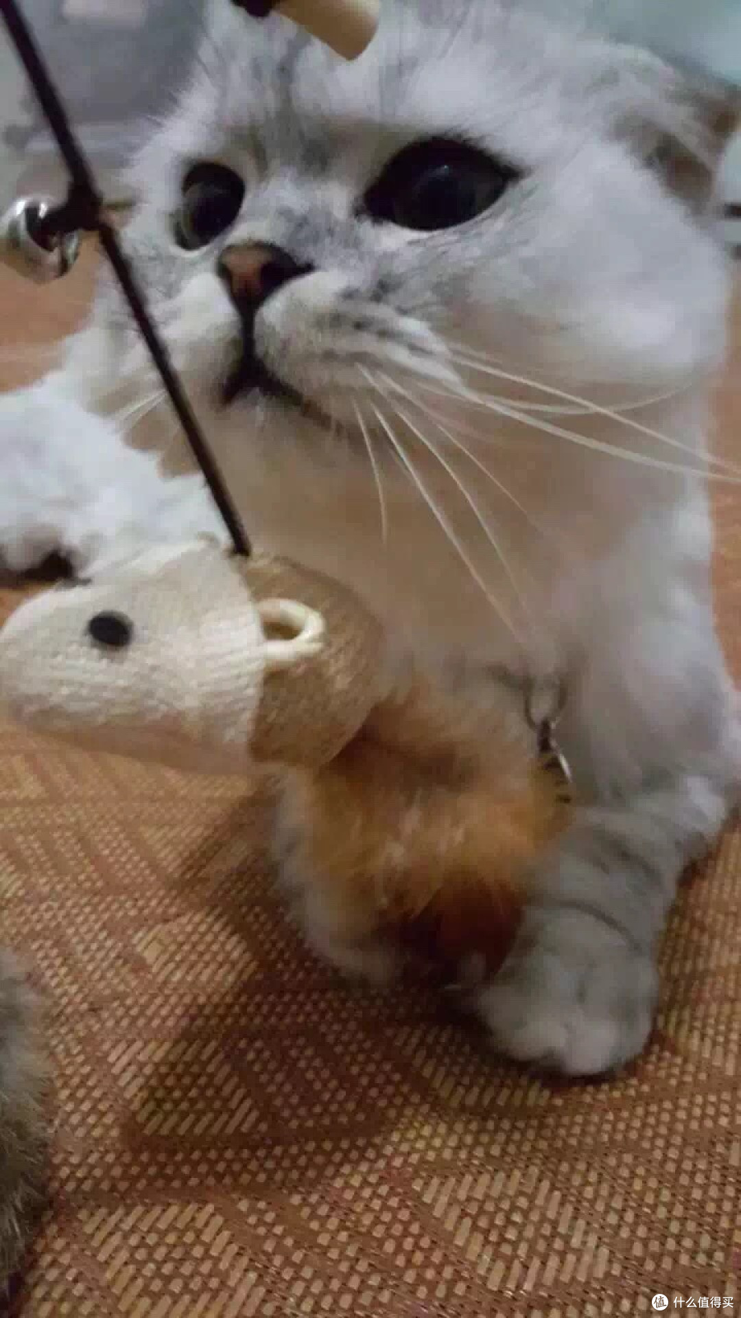 身为一个猫主子的生活