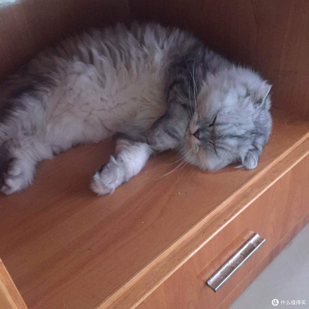 身为一个猫主子的生活