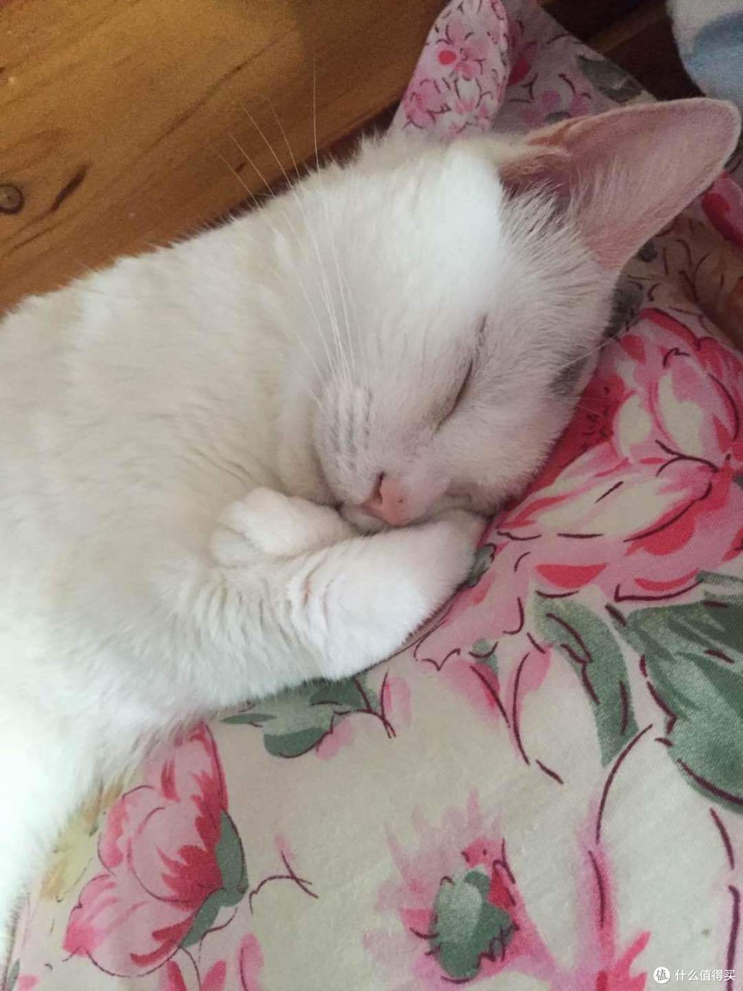 身为一个猫主子的生活