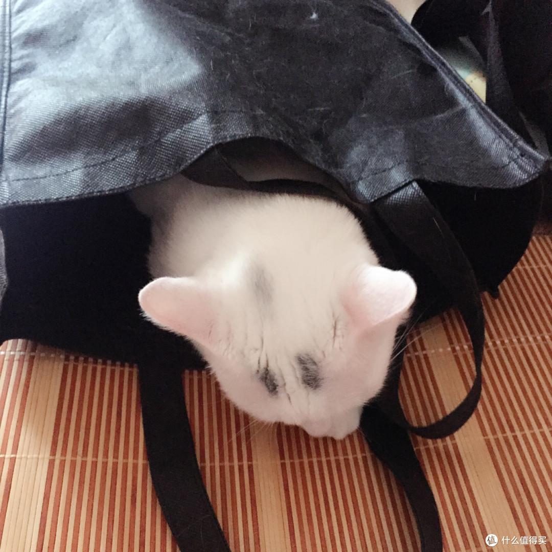 身为一个猫主子的生活