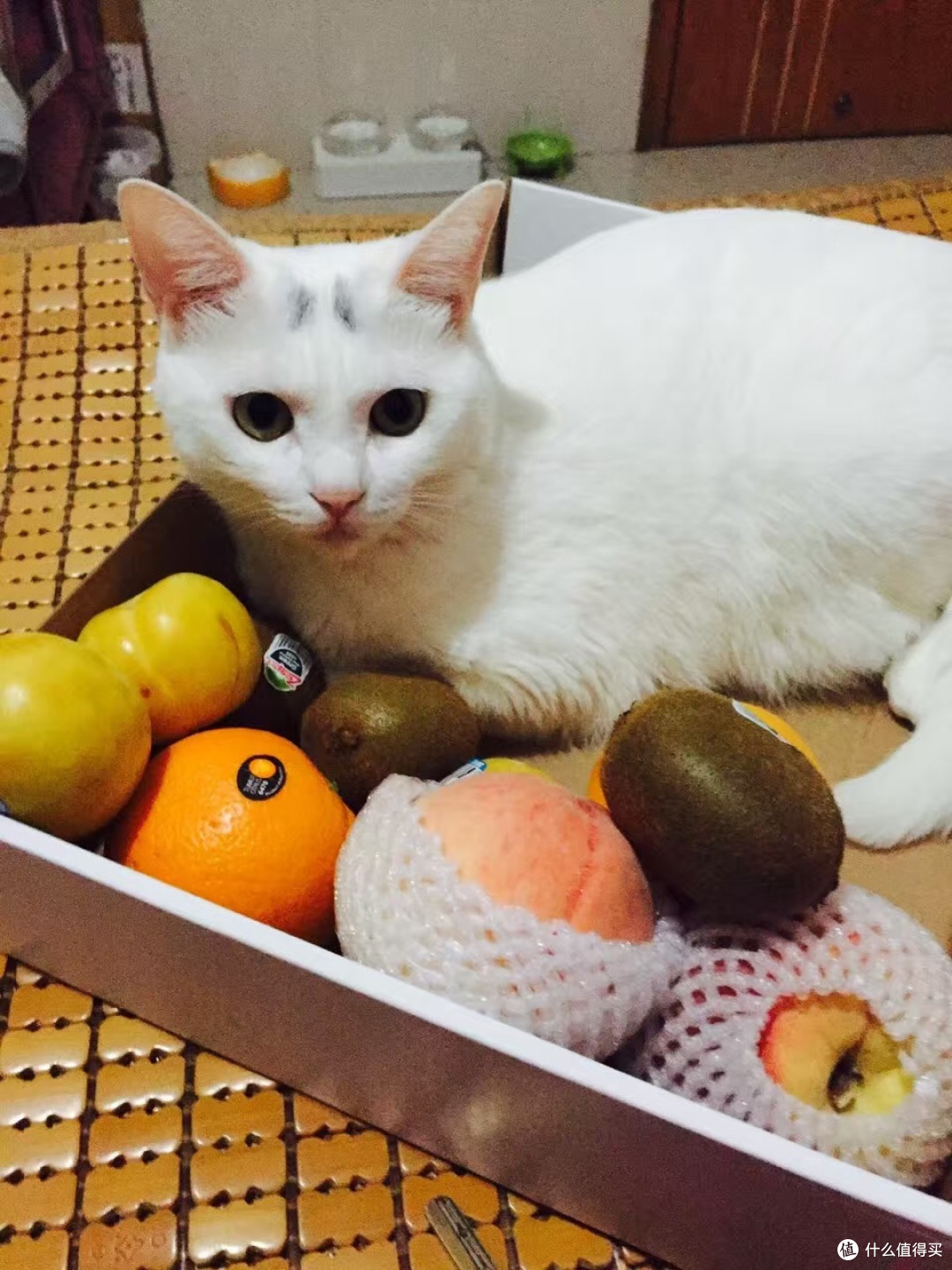 身为一个猫主子的生活