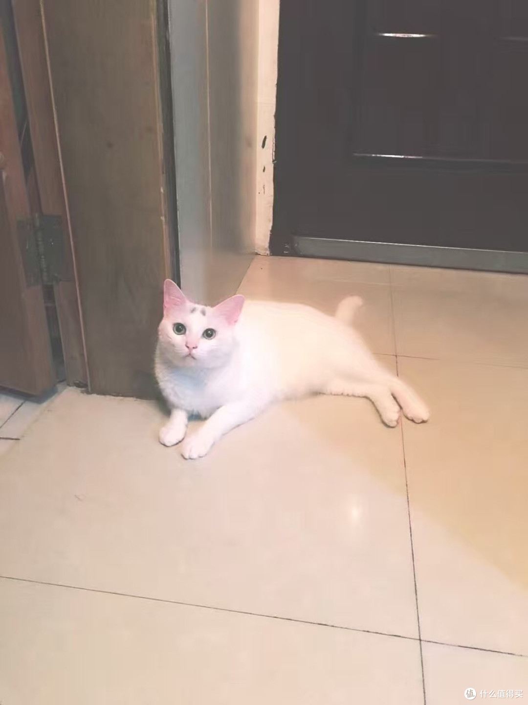 身为一个猫主子的生活