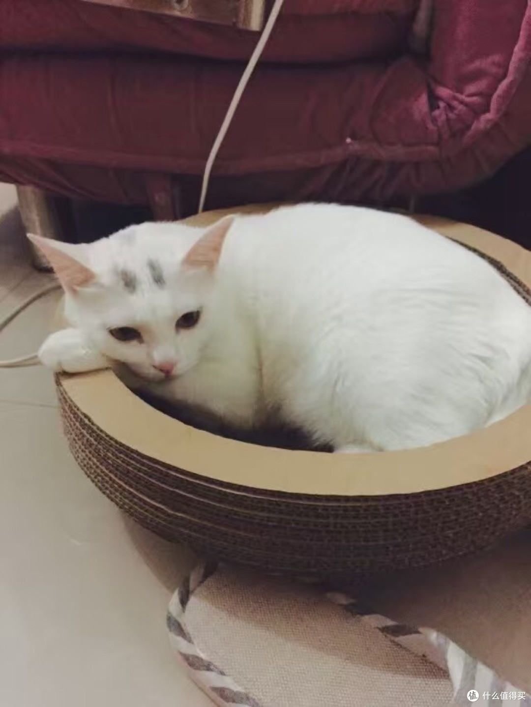 身为一个猫主子的生活