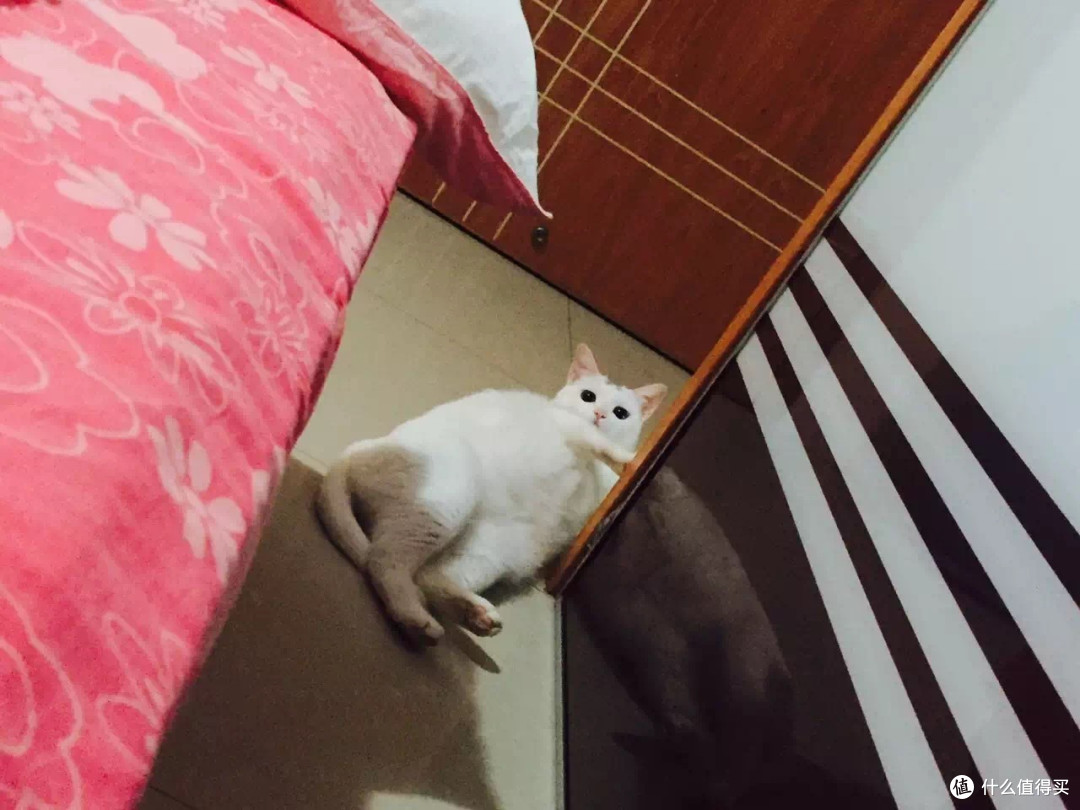 身为一个猫主子的生活
