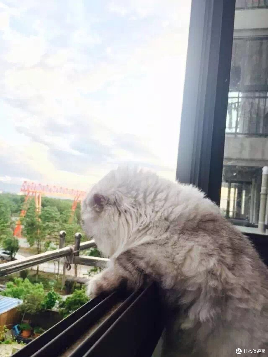 身为一个猫主子的生活