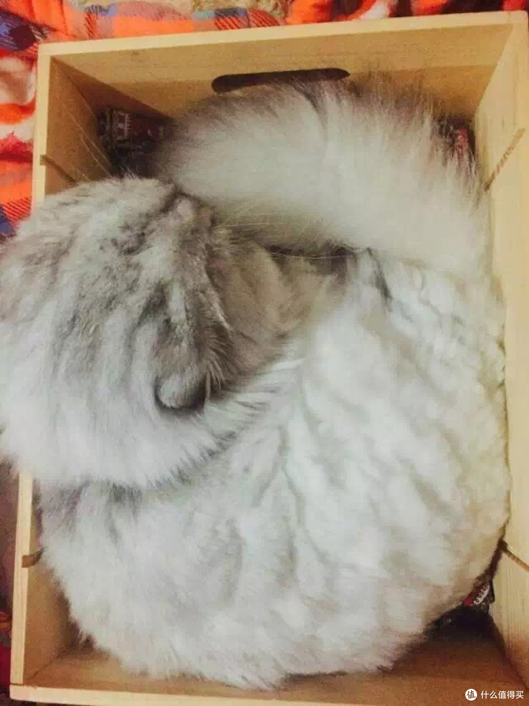 身为一个猫主子的生活