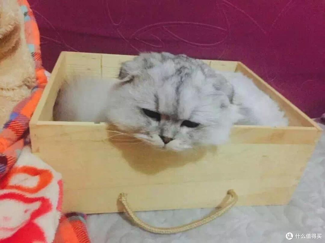 身为一个猫主子的生活