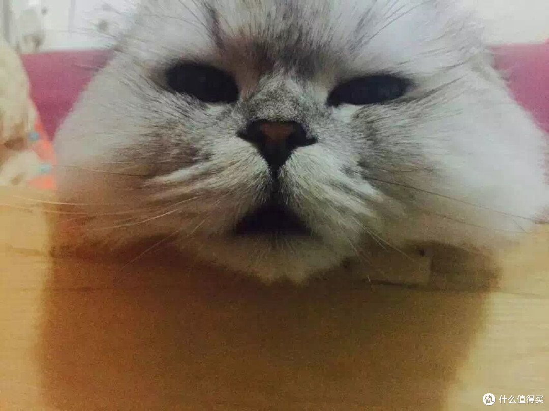 身为一个猫主子的生活
