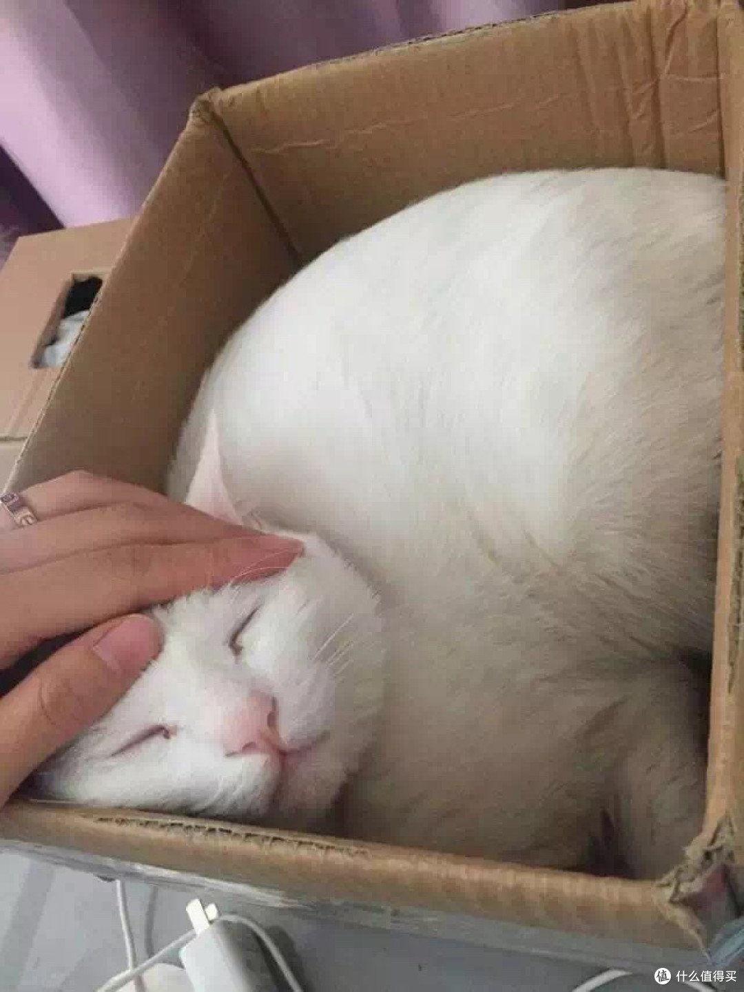 身为一个猫主子的生活