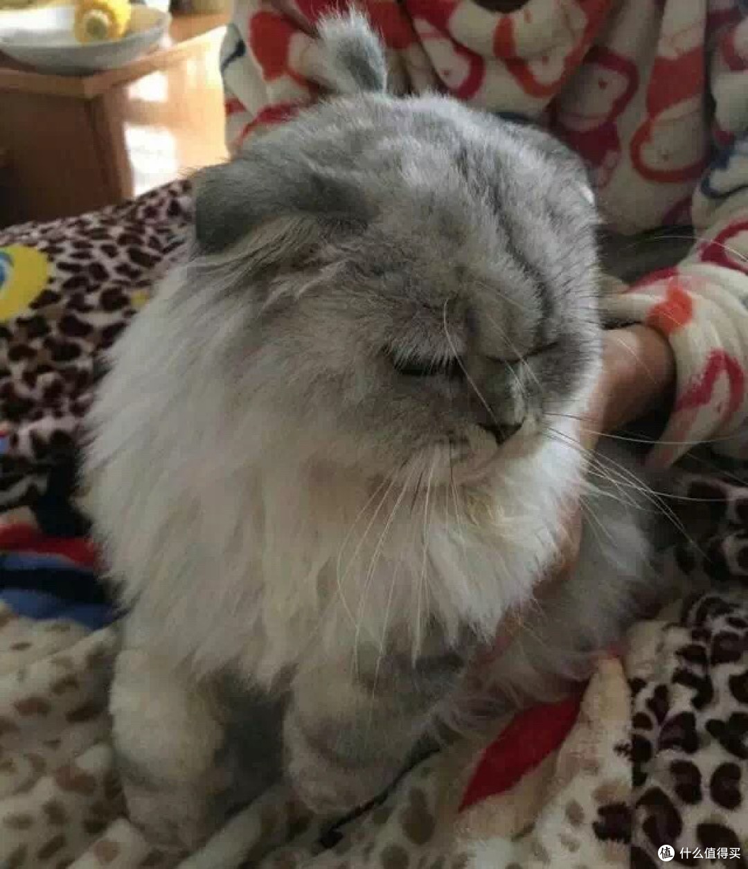 身为一个猫主子的生活