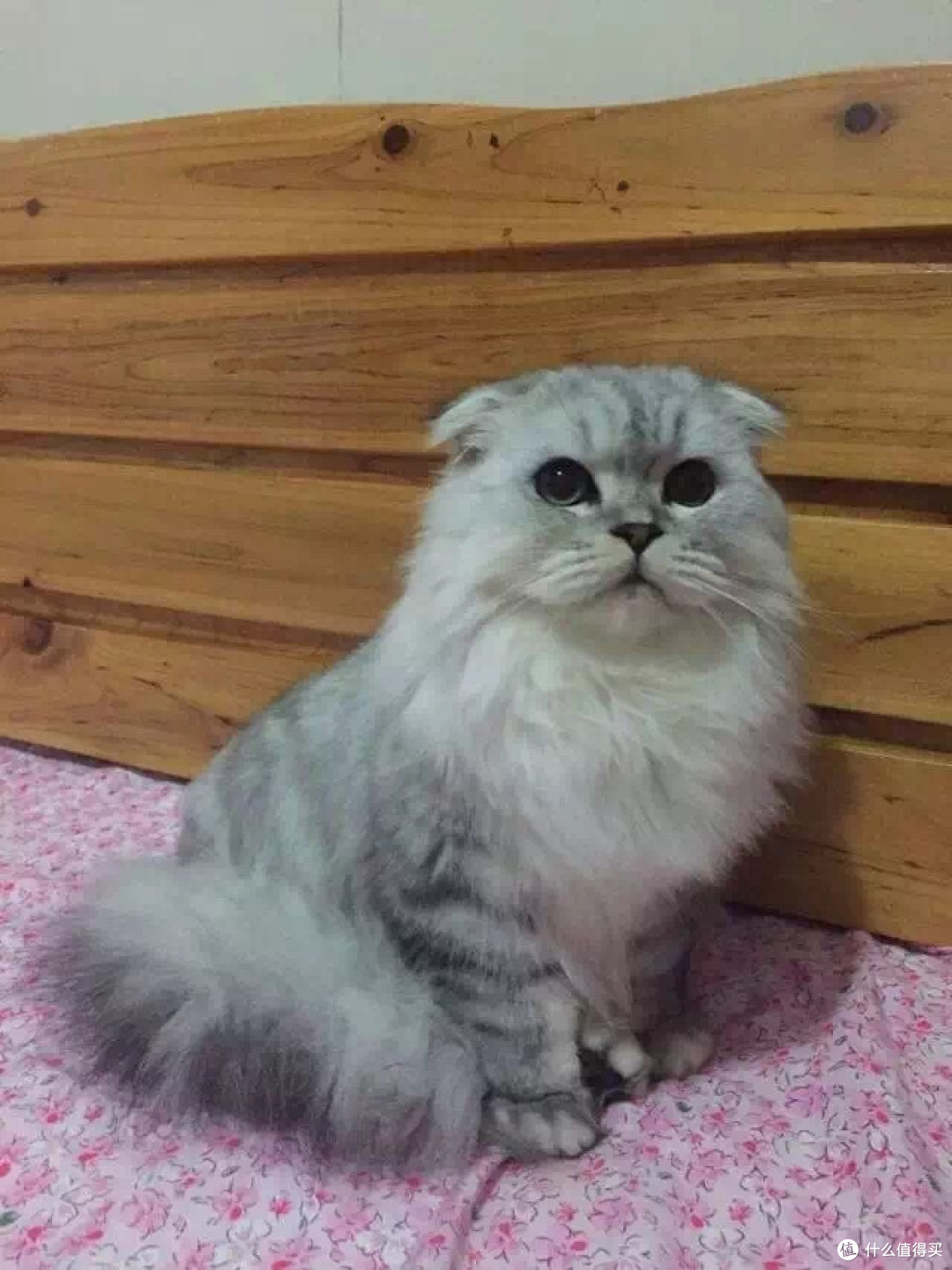 身为一个猫主子的生活