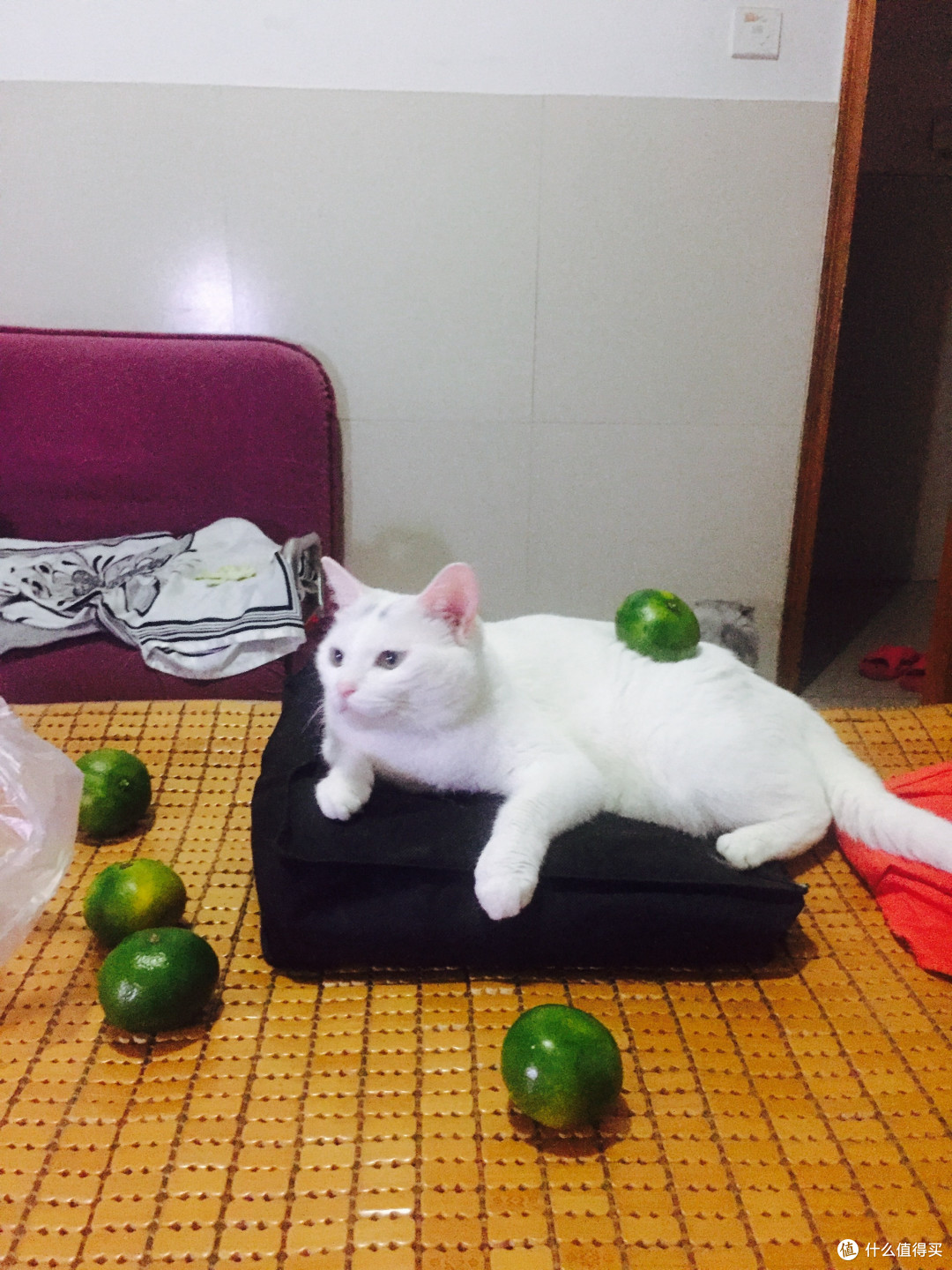 身为一个猫主子的生活