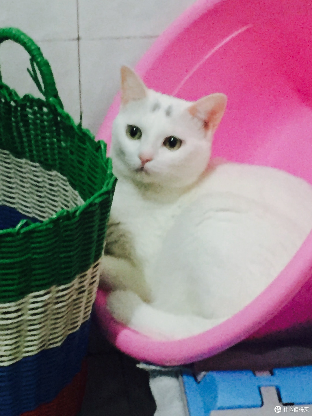 身为一个猫主子的生活