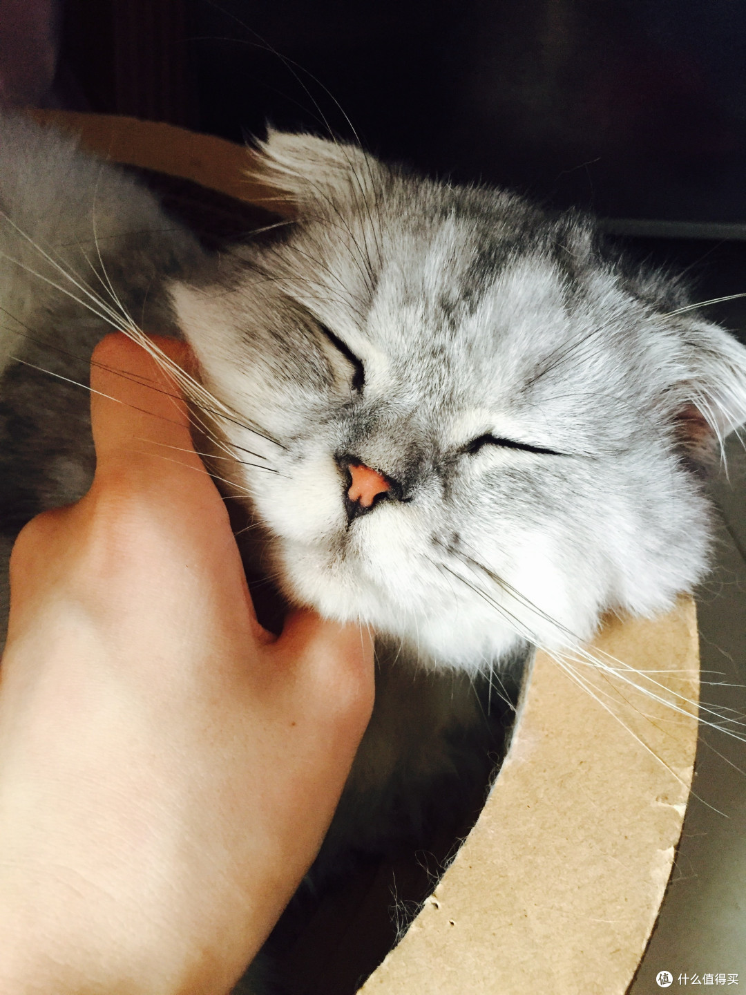 身为一个猫主子的生活
