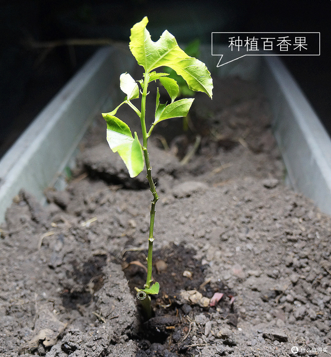甜过初恋、酸过单身--自家种的水果