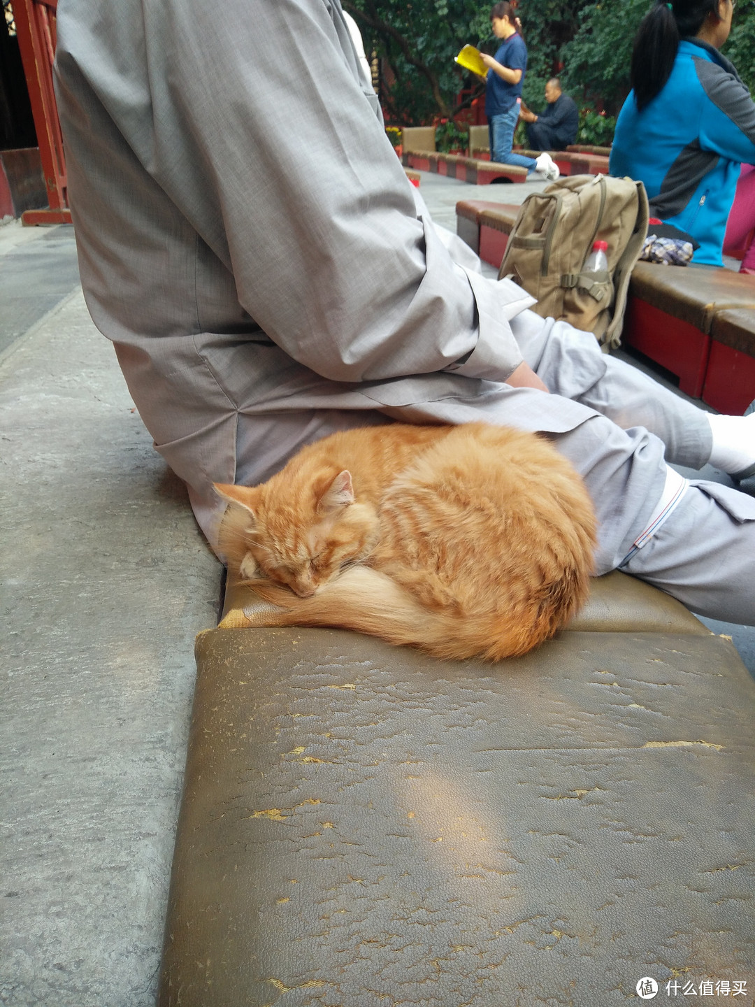 #拒绝人挤人#法源寺的猫
