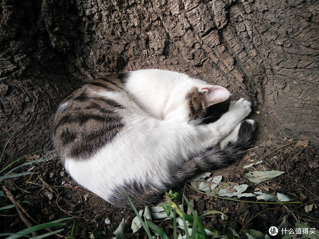 #拒绝人挤人#法源寺的猫