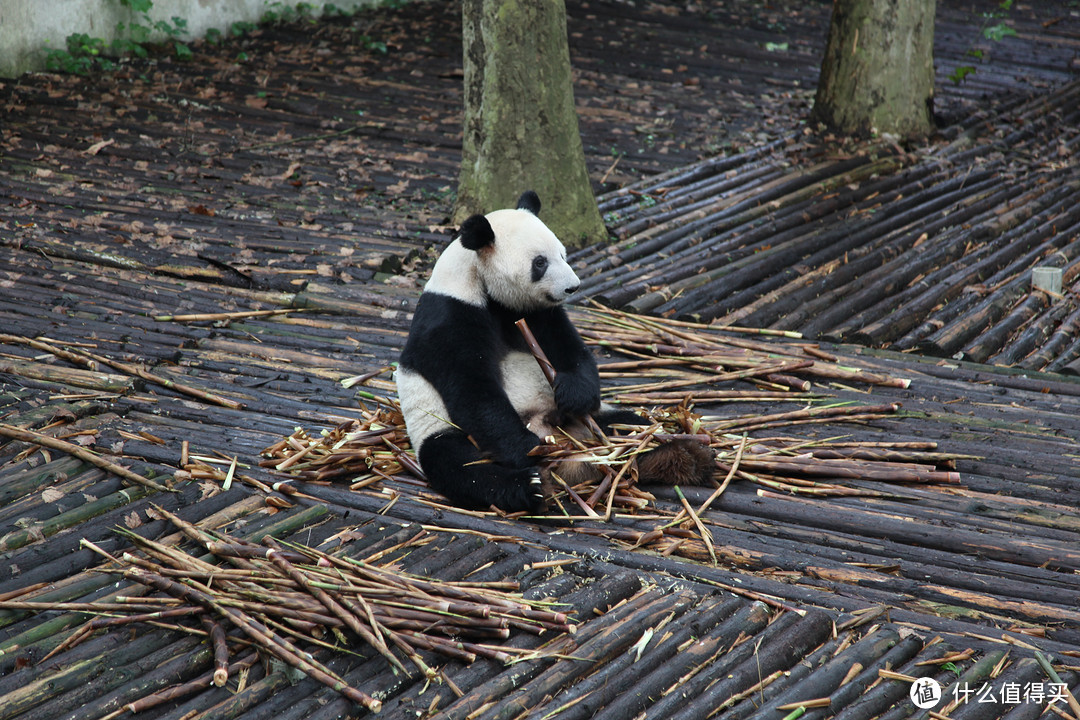 成都  Chengdu 闲逛：熊猫基地 青城山 都江堰