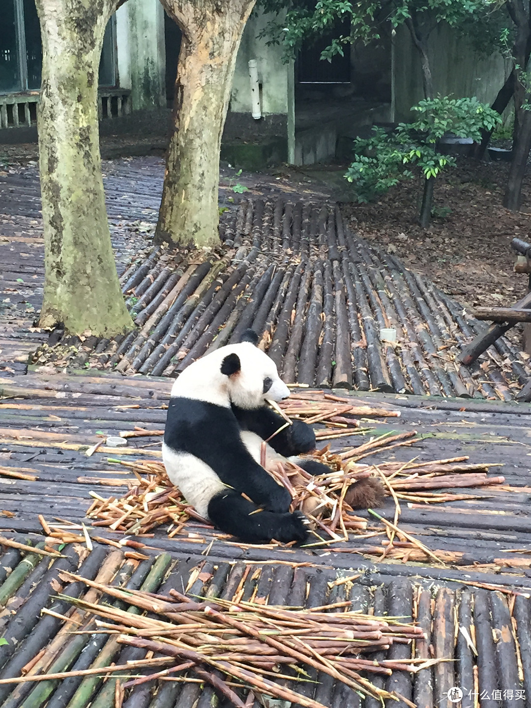 成都  Chengdu 闲逛：熊猫基地 青城山 都江堰