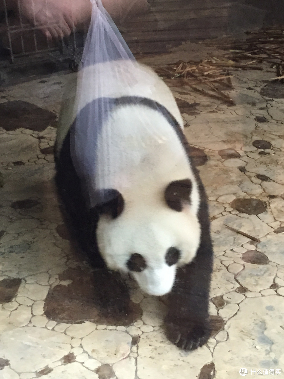 成都  Chengdu 闲逛：熊猫基地 青城山 都江堰