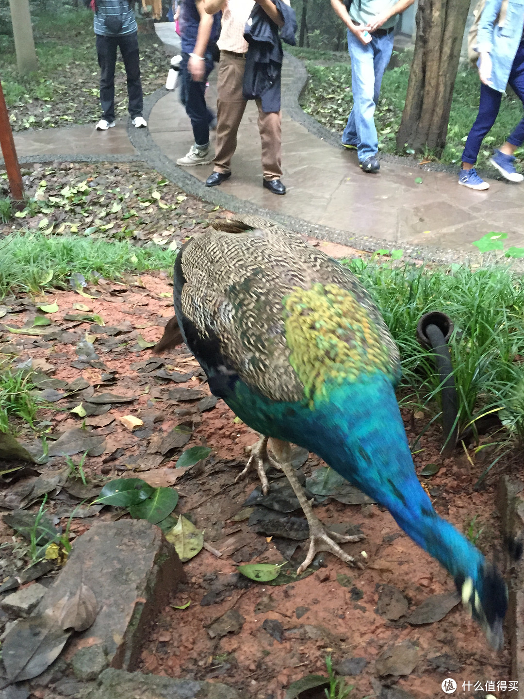 成都  Chengdu 闲逛：熊猫基地 青城山 都江堰