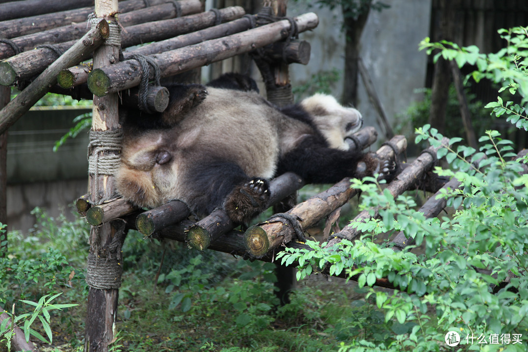 成都  Chengdu 闲逛：熊猫基地 青城山 都江堰