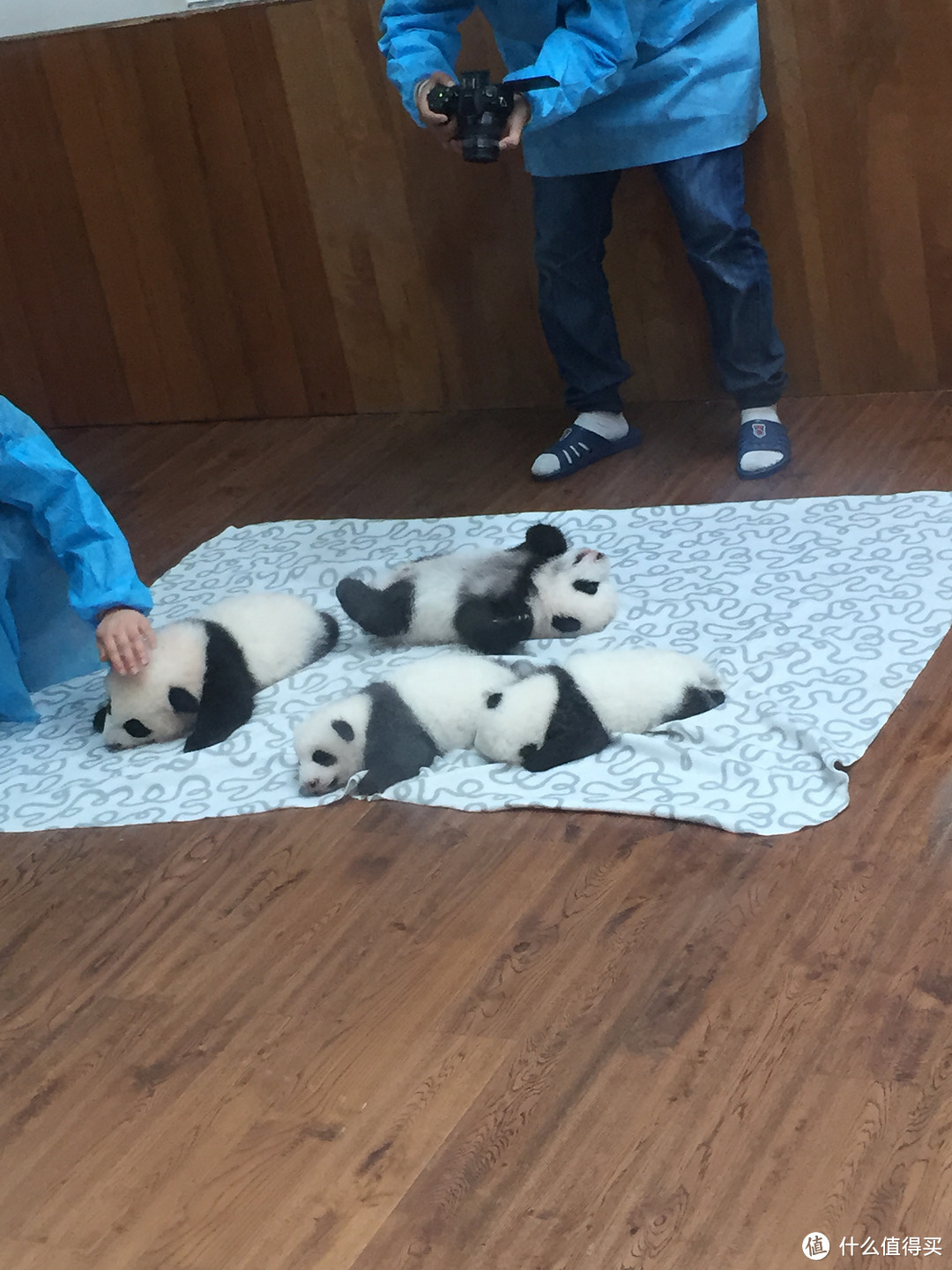 成都  Chengdu 闲逛：熊猫基地 青城山 都江堰