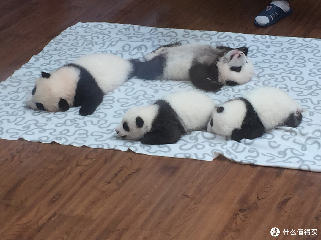 成都  Chengdu 闲逛：熊猫基地 青城山 都江堰