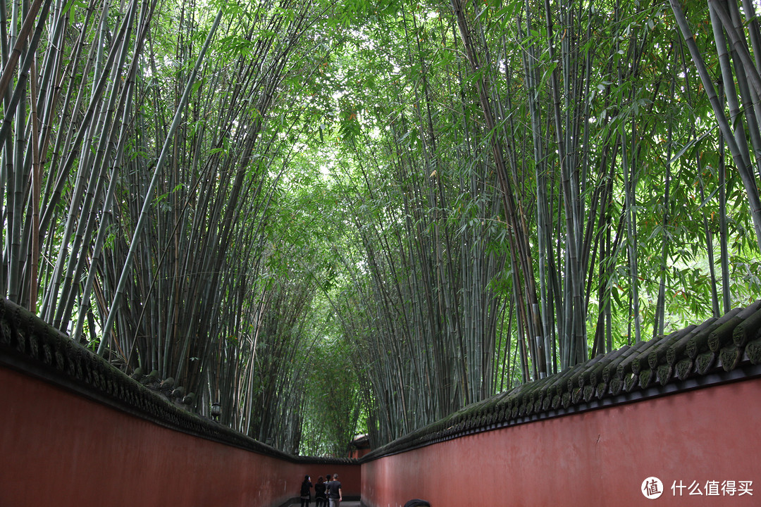 成都  Chengdu 闲逛：熊猫基地 青城山 都江堰