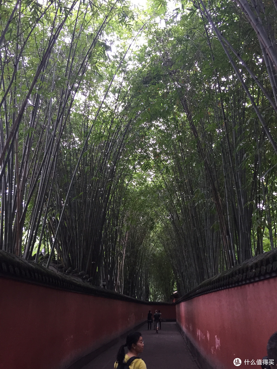 成都  Chengdu 闲逛：熊猫基地 青城山 都江堰