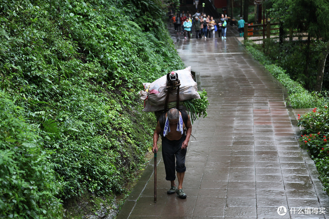 成都  Chengdu 闲逛：熊猫基地 青城山 都江堰