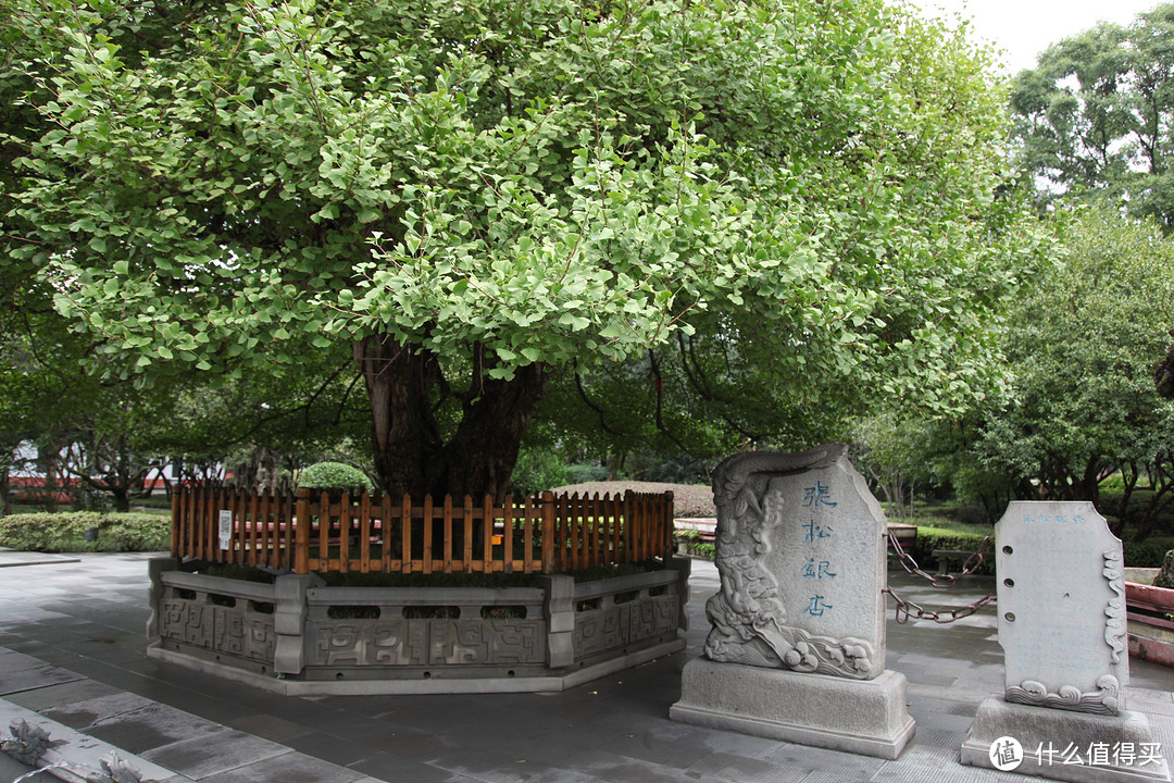 成都  Chengdu 闲逛：熊猫基地 青城山 都江堰