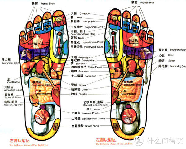 经络穴位按摩体验个人分享