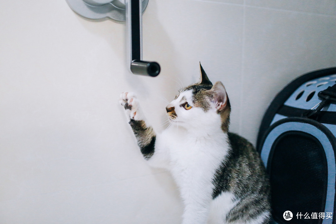 为了捡来的猫主子：IRIS 爱丽思 TIO-530FT 双层猫厕所开箱