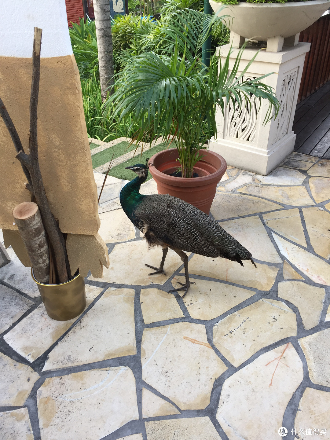 餐厅旁的孔雀，会和你一起共进早餐