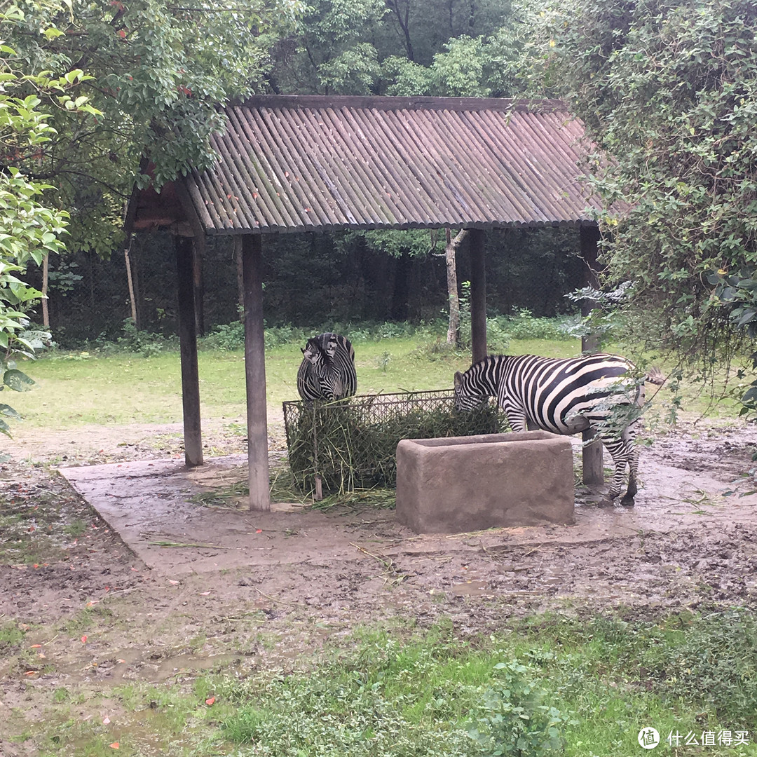 關愛動物愛護大自然揚州茱萸灣動物園親子游