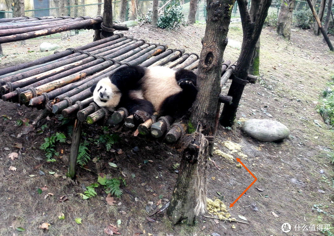 错峰出游遇见胖达 — 都江堰熊猫谷游记