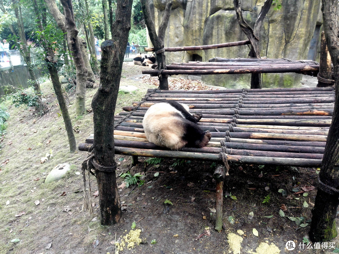 错峰出游遇见胖达 — 都江堰熊猫谷游记