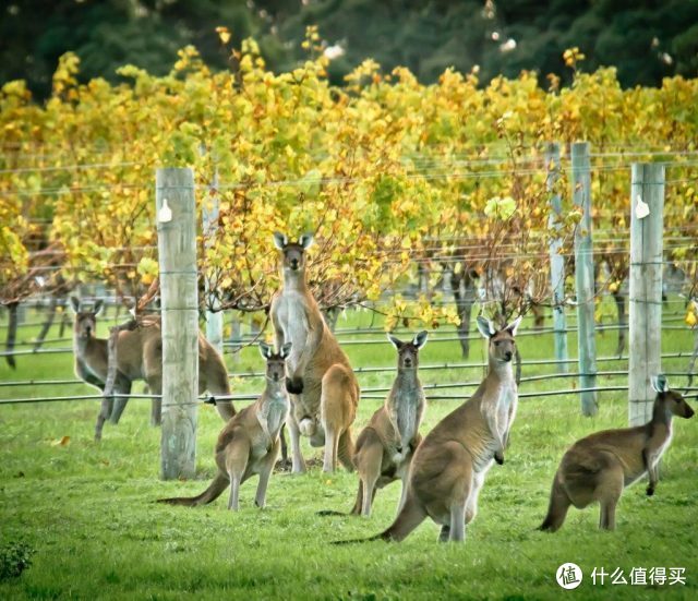 澳洲酒挑选秘笈