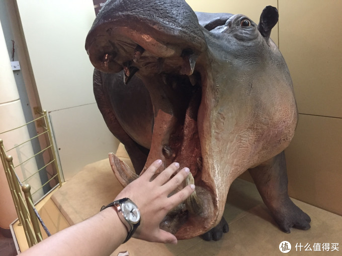 看看河马嘴多大